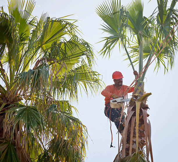 The Steps Involved in Our Tree Care Process in Poquoson, VA